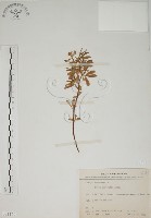 藏品(蘭嶼百脈根)的圖片