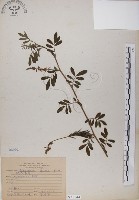 藏品(穗花木藍)的圖片