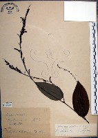 藏品(大葉山螞蝗)的圖片