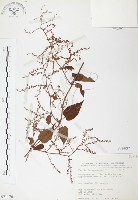 藏品(臺灣何首烏)的圖片