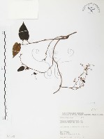 藏品(臺灣何首烏)的圖片