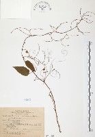 藏品(臺灣何首烏)的圖片