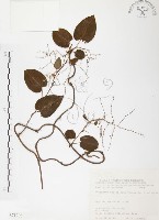 藏品(臺灣何首烏)的圖片