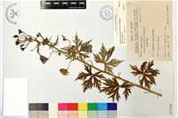 藏品(臺灣烏頭)的圖片