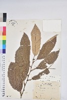 藏品(板栗)的圖片