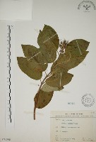 藏品(大葉溲疏)的圖片