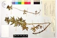 藏品(臺灣烏頭)的圖片