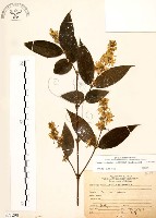 藏品(心基葉溲疏)的圖片