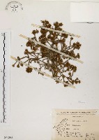 藏品(毛馬齒莧)的圖片