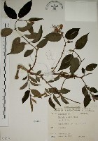 藏品(大葉溲疏)的圖片