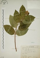 藏品(大葉溲疏)的圖片