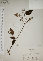 藏品(大葉溲疏)的圖片