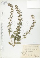 藏品(茅毛珍珠菜)的圖片