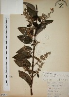 藏品(大葉溲疏)的圖片