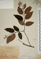 藏品(大葉溲疏)的圖片