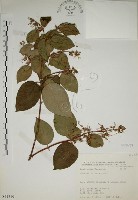 藏品(大葉溲疏)的圖片