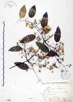 藏品(柱果鐵線蓮)的圖片