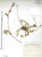 藏品(玉山金梅)的圖片