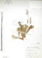 藏品(玉山金梅)的圖片