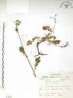 藏品(玉山金梅)的圖片