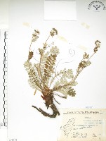 藏品(玉山金梅)的圖片