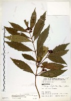 藏品(疏齒紫珠、恆春紫珠)的圖片