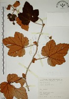 藏品(高山懸鉤子、玉山懸鉤子)的圖片