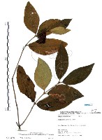藏品(杜虹花，台灣紫珠)的圖片