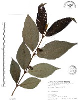 藏品(杜虹花，台灣紫珠)的圖片