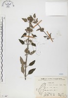 藏品(灰葉蕕)的圖片