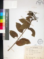 藏品(苦林盤)的圖片