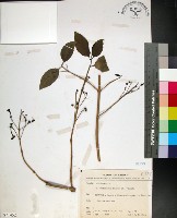 藏品(苦林盤)的圖片