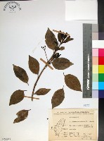 藏品(苦林盤)的圖片