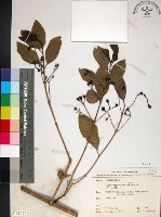 藏品(苦林盤)的圖片