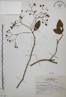 藏品(大青)的圖片