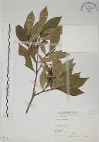 藏品(山黃梔)的圖片