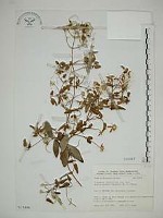 藏品(鵝鑾鼻鐵線蓮)的圖片