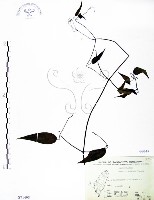 藏品(柱果鐵線蓮)的圖片