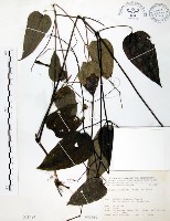 藏品(柱果鐵線蓮)的圖片