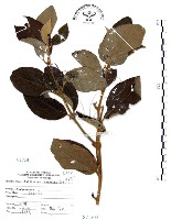 藏品(杜虹花，台灣紫珠)的圖片