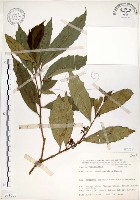 藏品(疏齒紫珠、恆春紫珠)的圖片