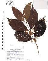 藏品(杜虹花，台灣紫珠)的圖片