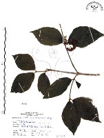 藏品(杜虹花，台灣紫珠)的圖片