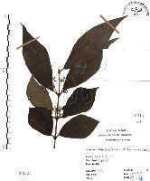 藏品(杜虹花，台灣紫珠)的圖片