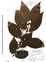 藏品(杜虹花，台灣紫珠)的圖片