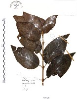 藏品(杜虹花，台灣紫珠)的圖片