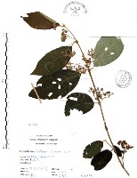 藏品(杜虹花，台灣紫珠)的圖片