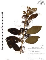 藏品(杜虹花，台灣紫珠)的圖片