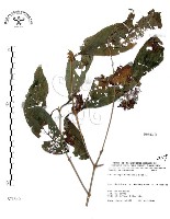 藏品(杜虹花，台灣紫珠)的圖片