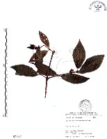 藏品(杜虹花，台灣紫珠)的圖片